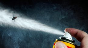 attention aux insecticides interdits